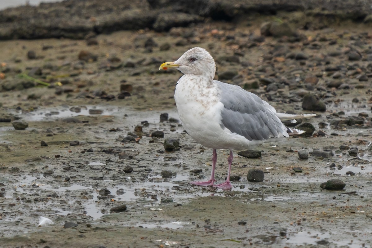 Iceland Gull (Thayer's) - ML644554957