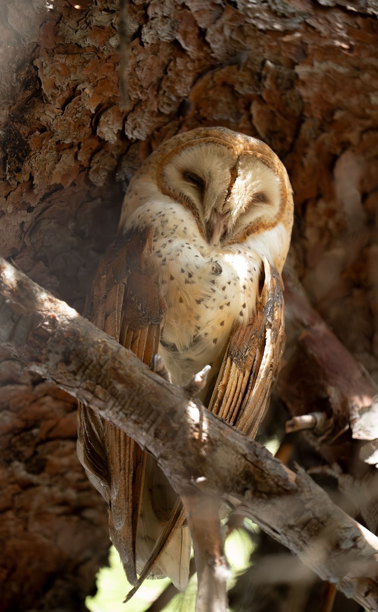 American Barn Owl - ML644554958
