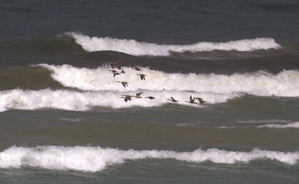 Northern Pintail - ML644554959