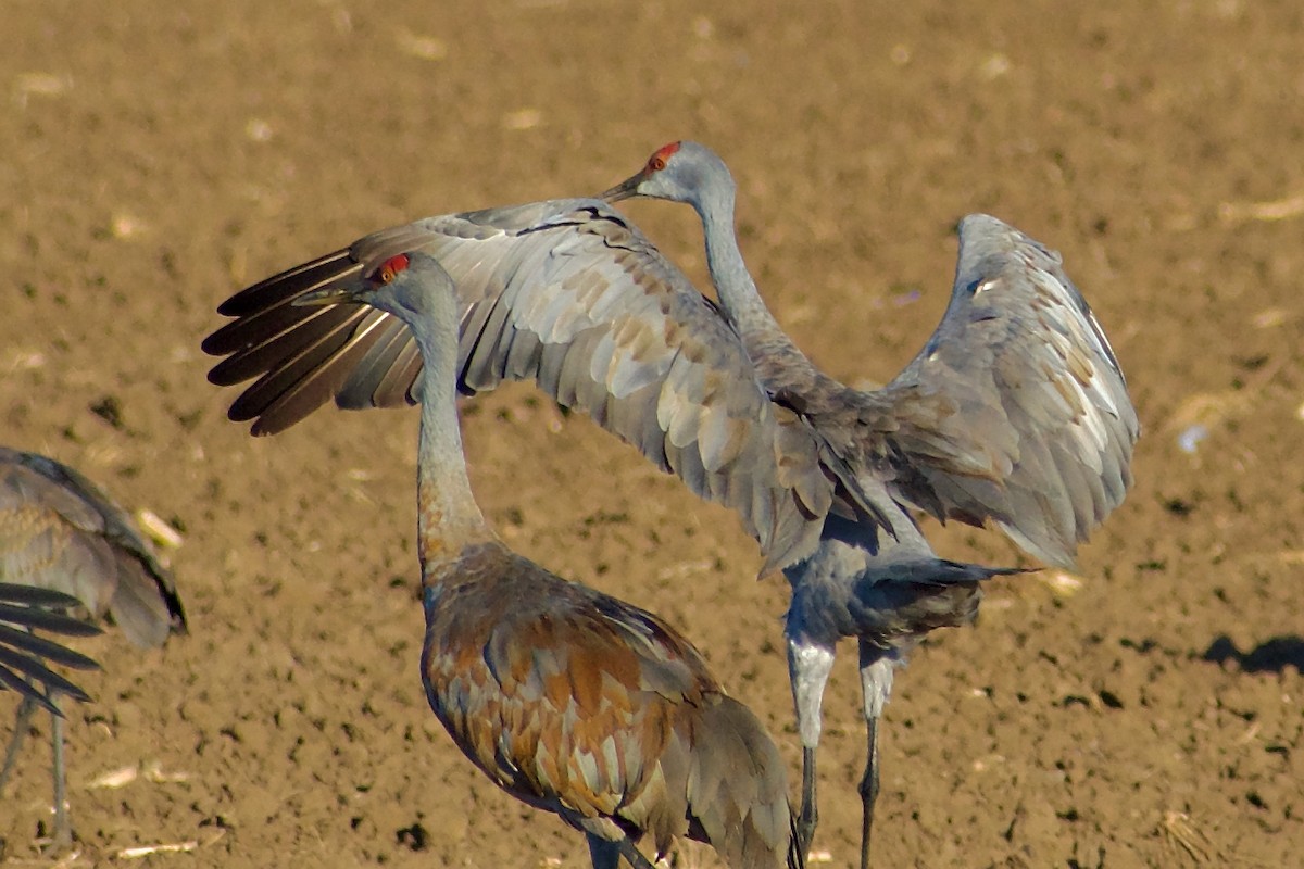 Sandhill Crane - ML644554960