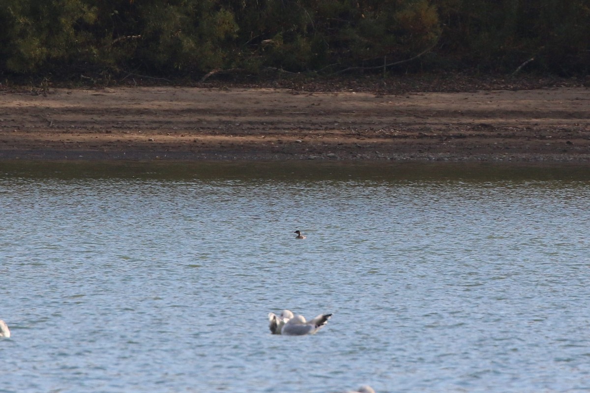Pied-billed Grebe - ML644554965