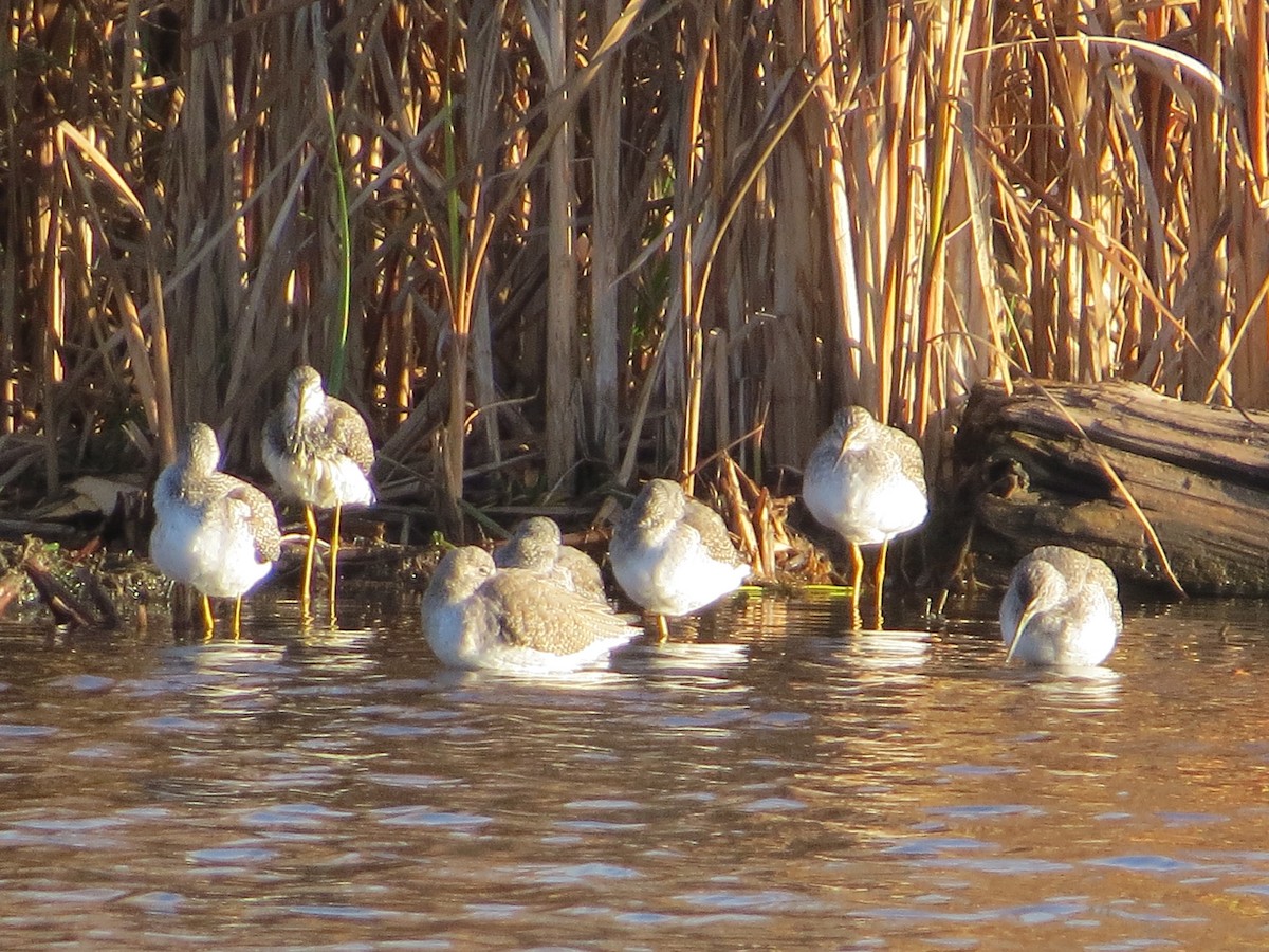 Greater Yellowlegs - ML644554967