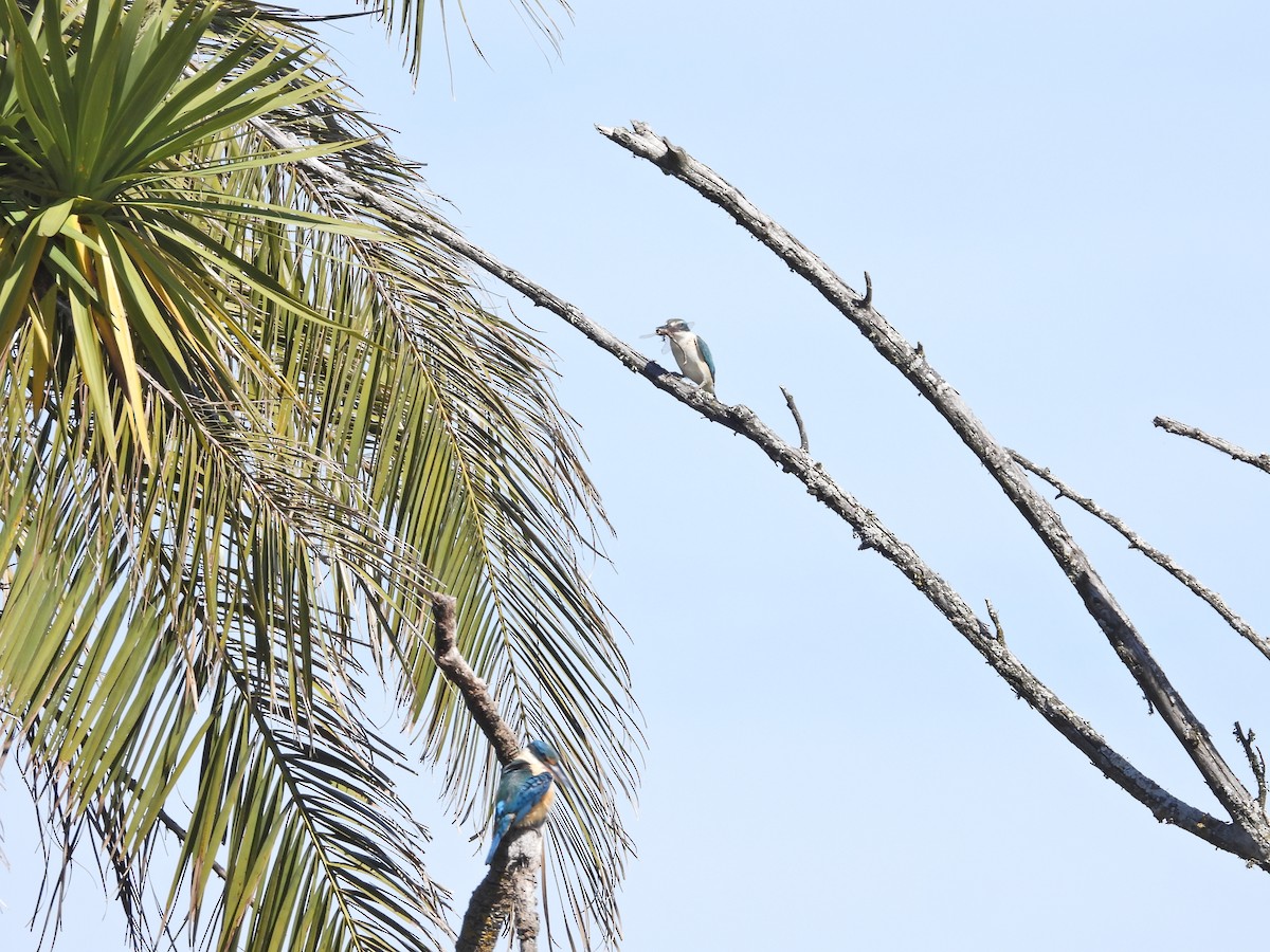 Sacred Kingfisher (Australasian) - ML644554968