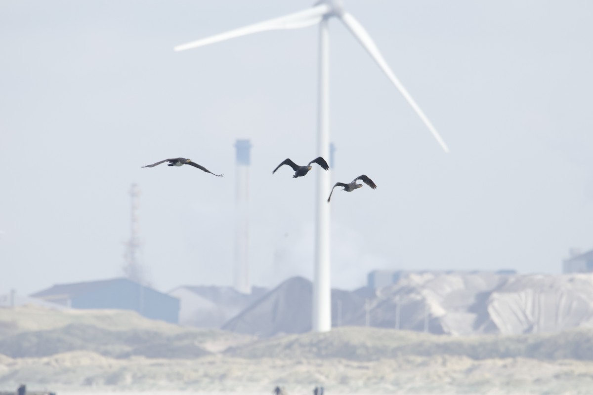 Great Cormorant - ML644554969