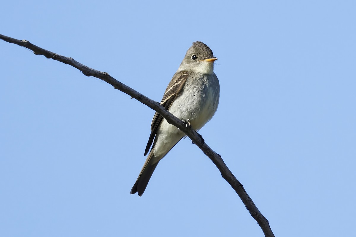 Eastern Wood-Pewee - ML644554970