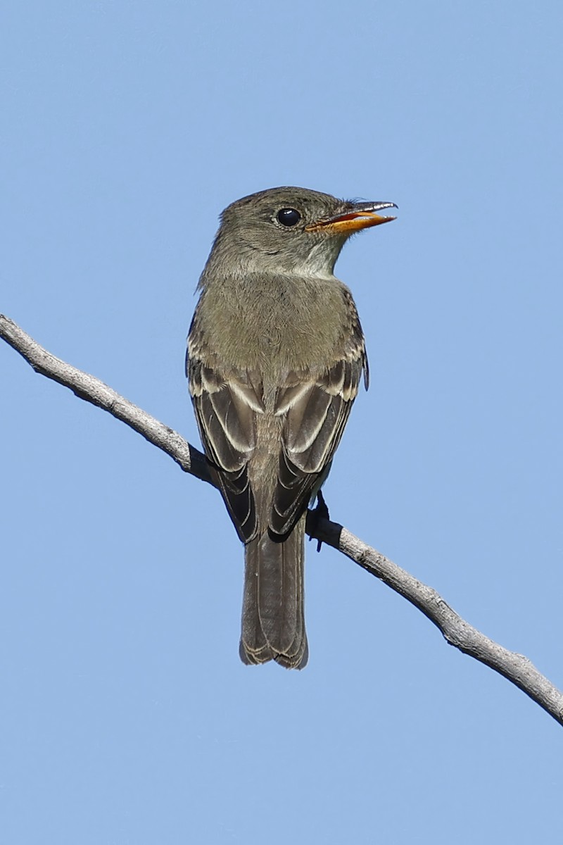 Eastern Wood-Pewee - ML644554971