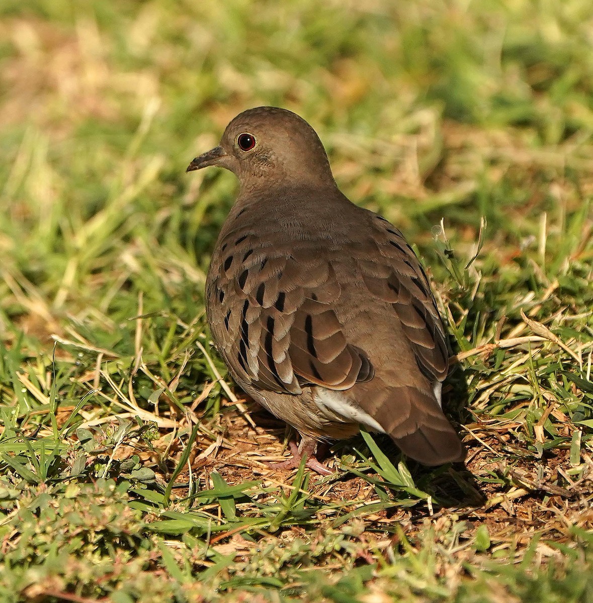 Ruddy Ground Dove - ML644554972
