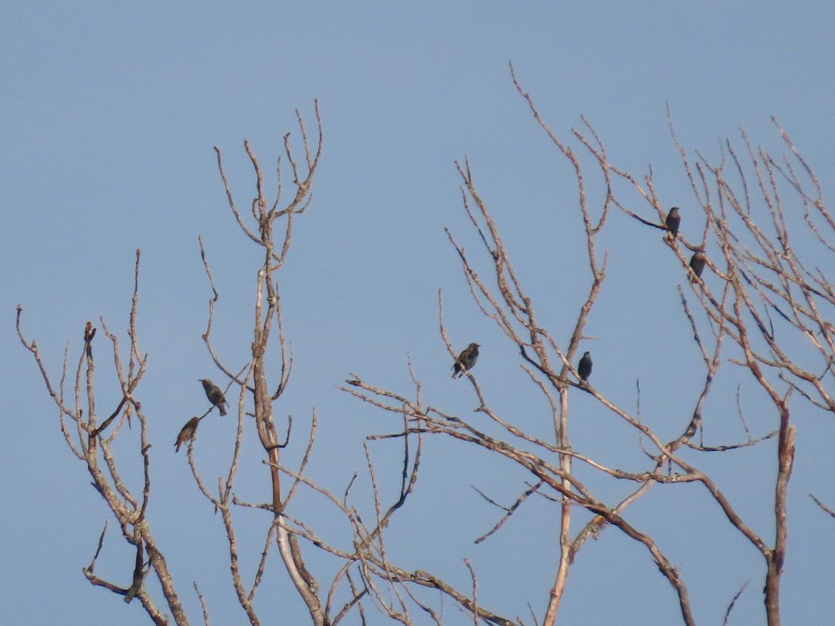 European Starling - ML644554973