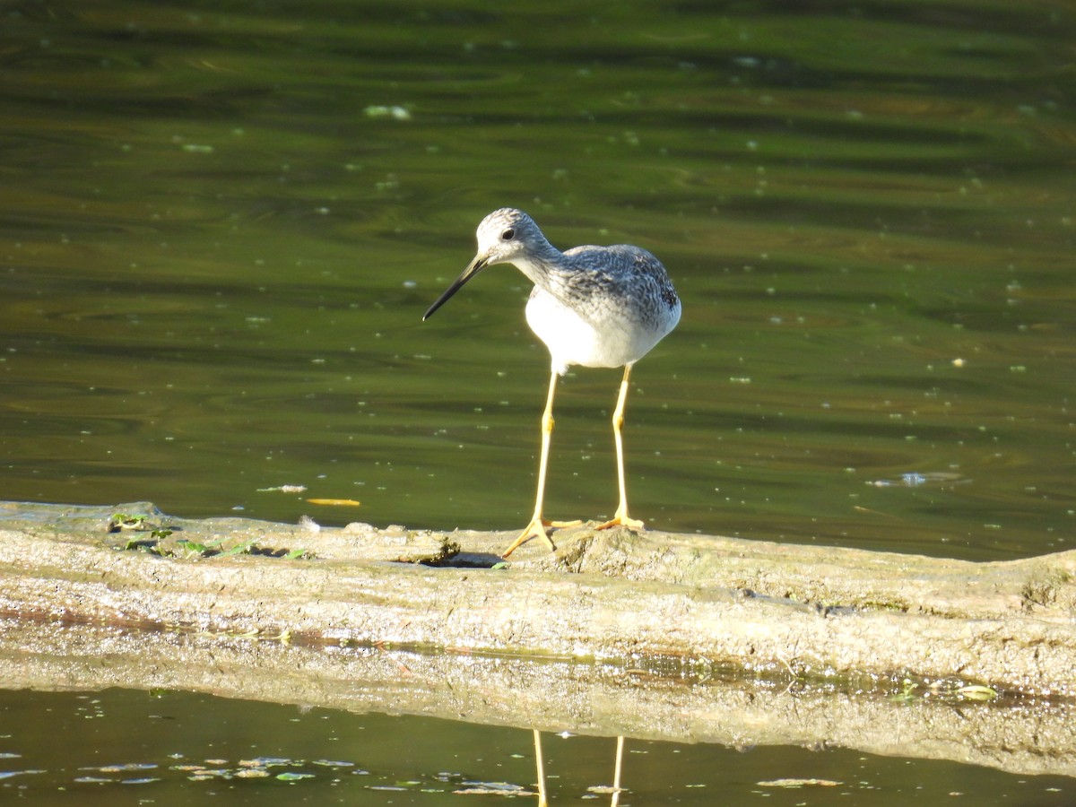 Greater Yellowlegs - ML644554974