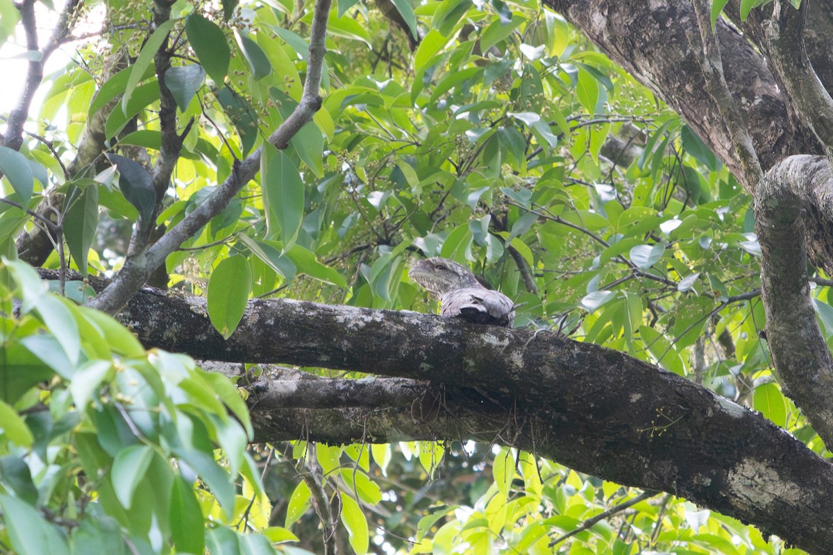 Papuan Frogmouth - ML644554975