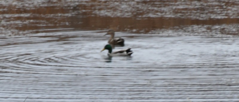 Mallard - ML644554977