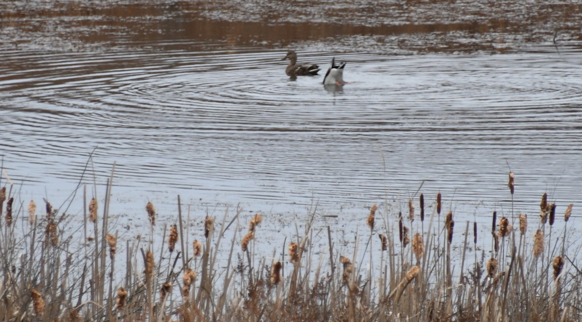 Mallard - ML644554978