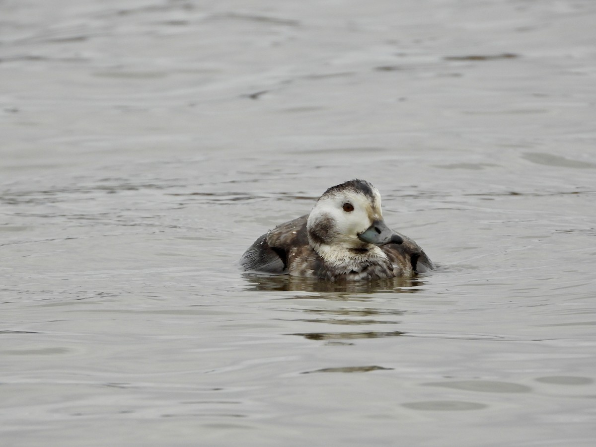 Long-tailed Duck - ML644554979