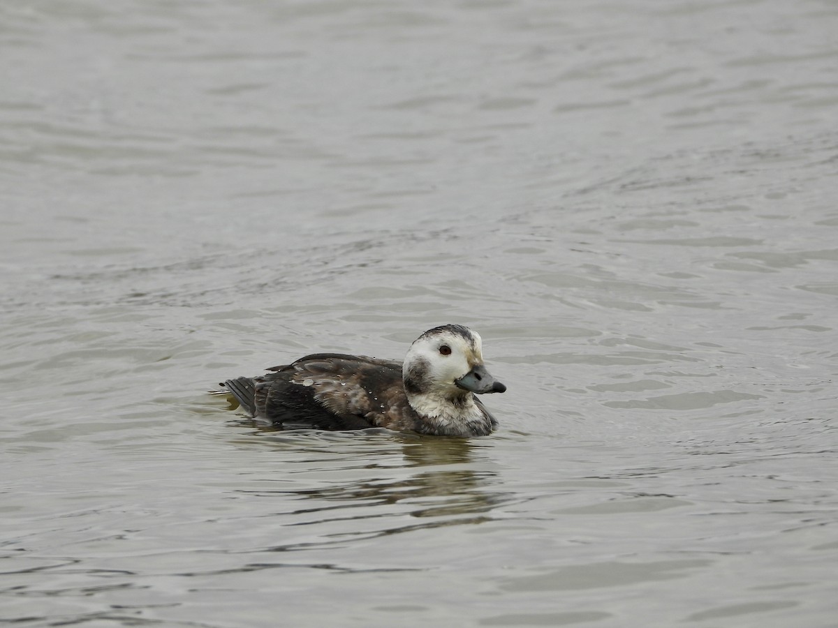 Long-tailed Duck - ML644554980
