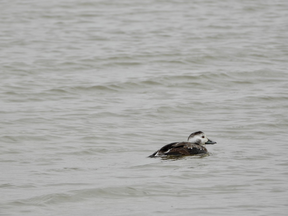 Long-tailed Duck - ML644554981
