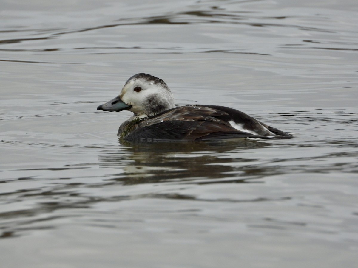 Long-tailed Duck - ML644554982