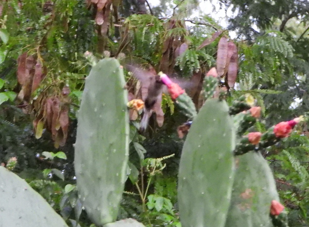 Sooty-capped Hermit - ML644554983