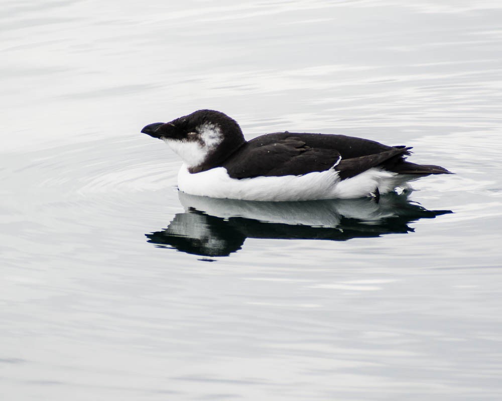 Gazza marina - ML644554984