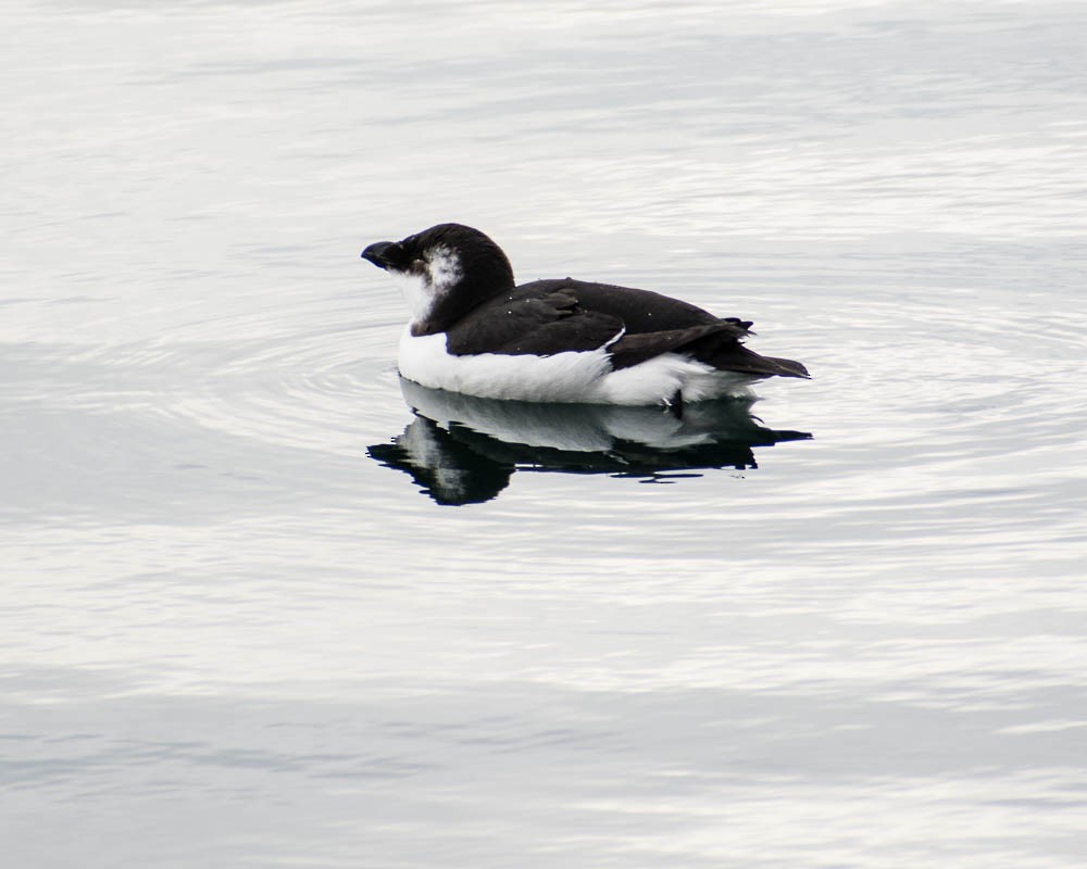 Gazza marina - ML644554985