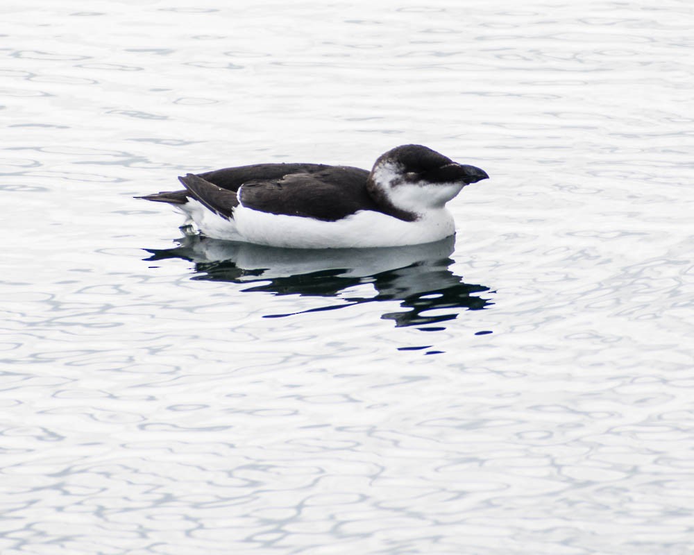 Gazza marina - ML644554986