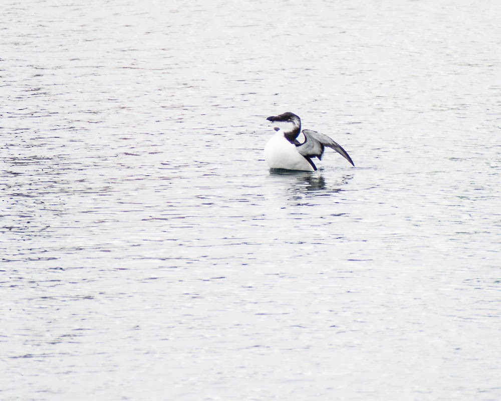 Gazza marina - ML644554987