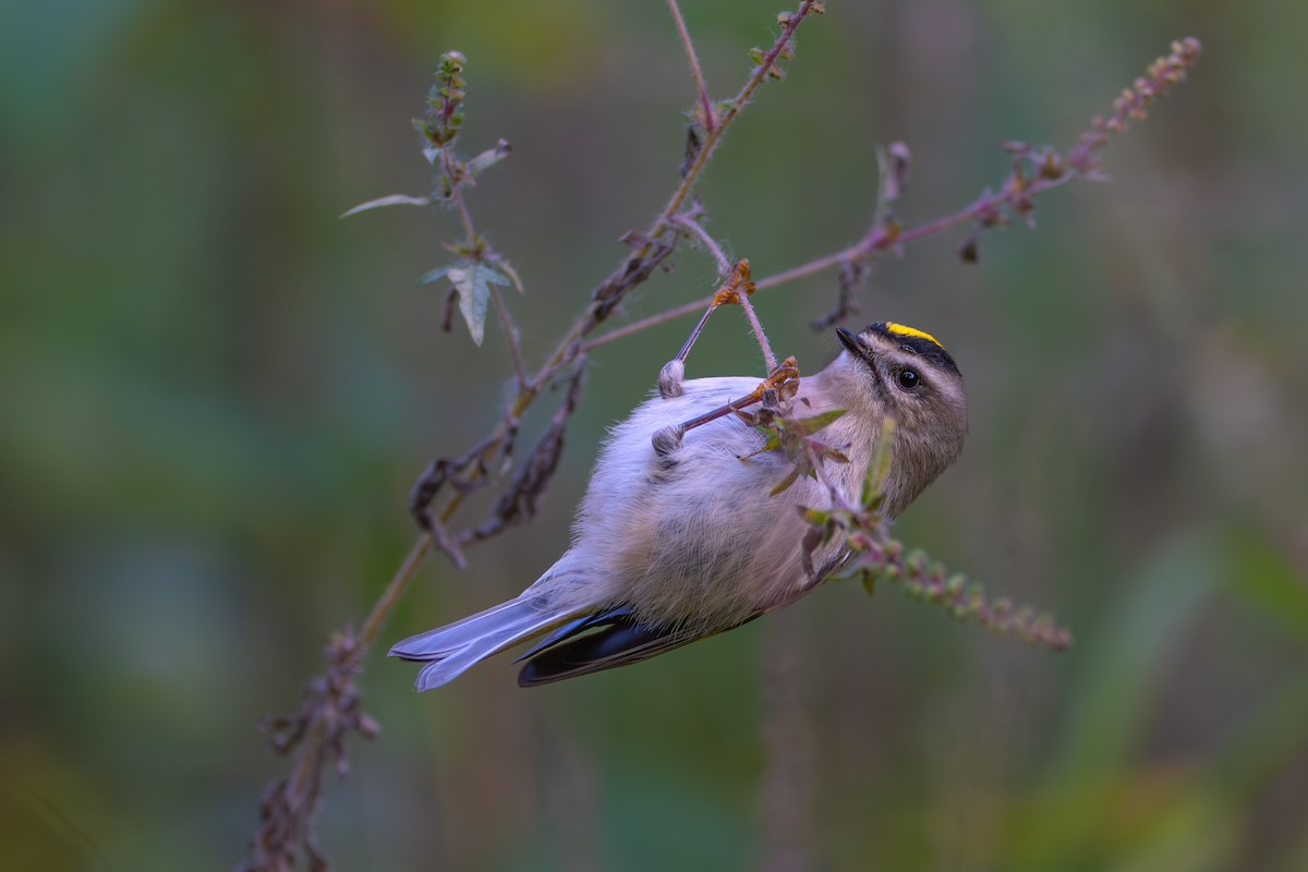 Golden-crowned Kinglet - ML644554988
