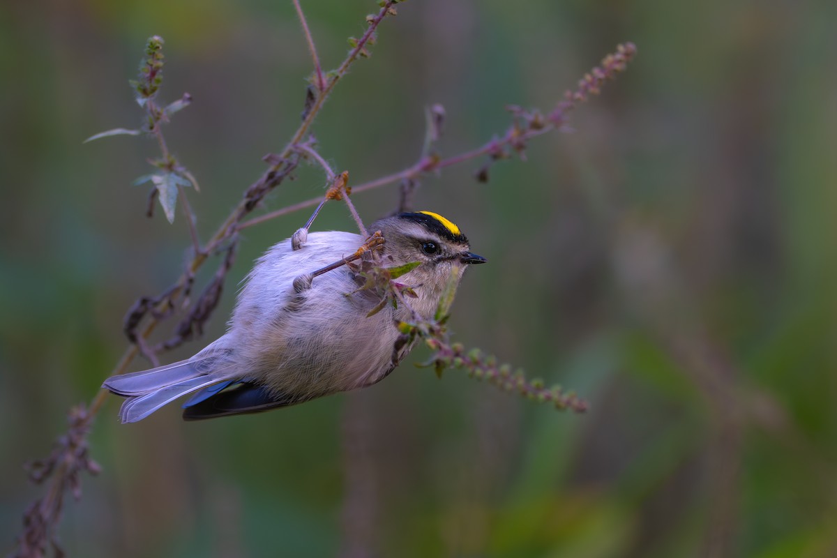 Golden-crowned Kinglet - ML644554989