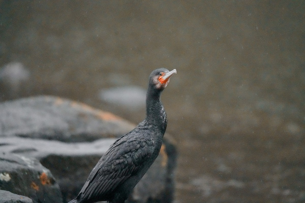 Great Cormorant - ML644554990