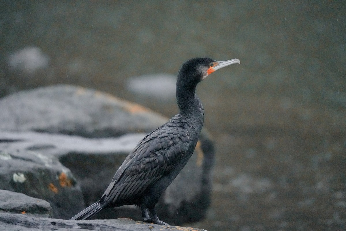 Great Cormorant - ML644554991