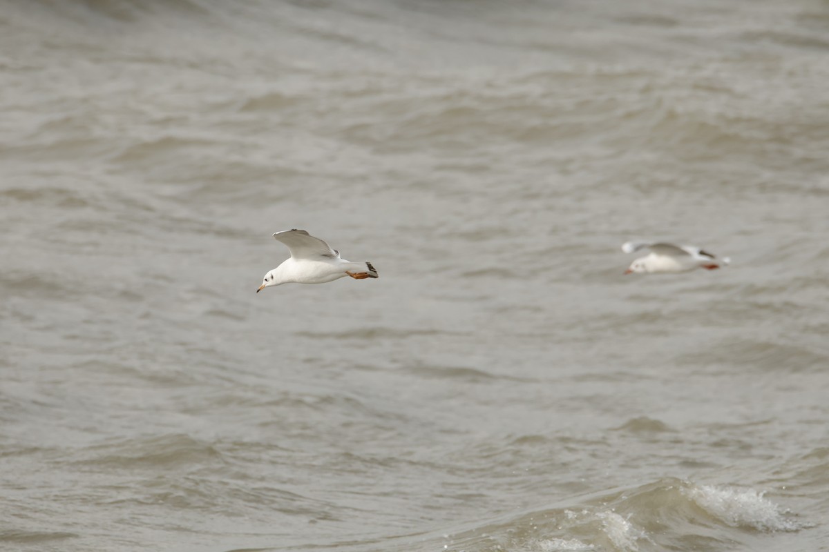 Black-headed Gull - ML644554995