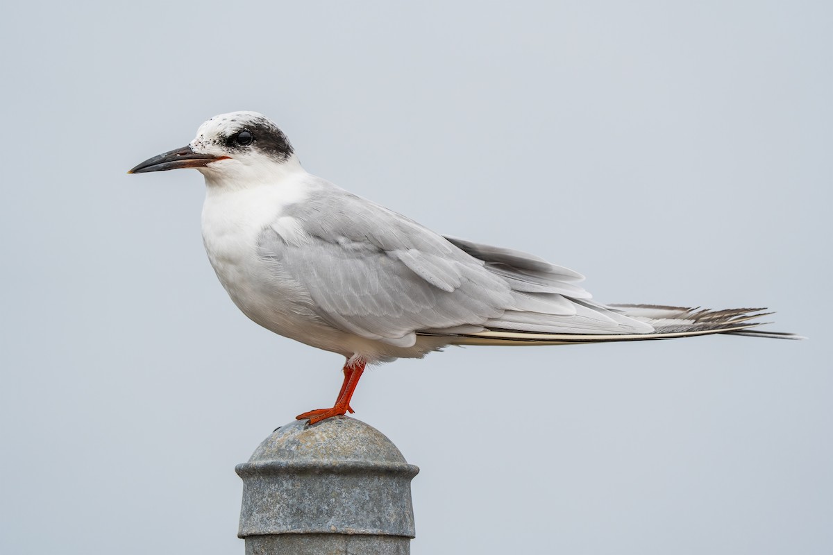 Charrán de Forster - ML644554996