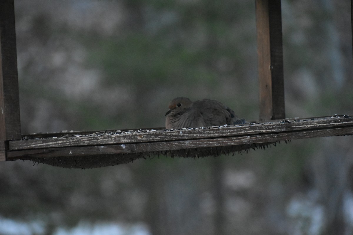 Mourning Dove - ML644554997