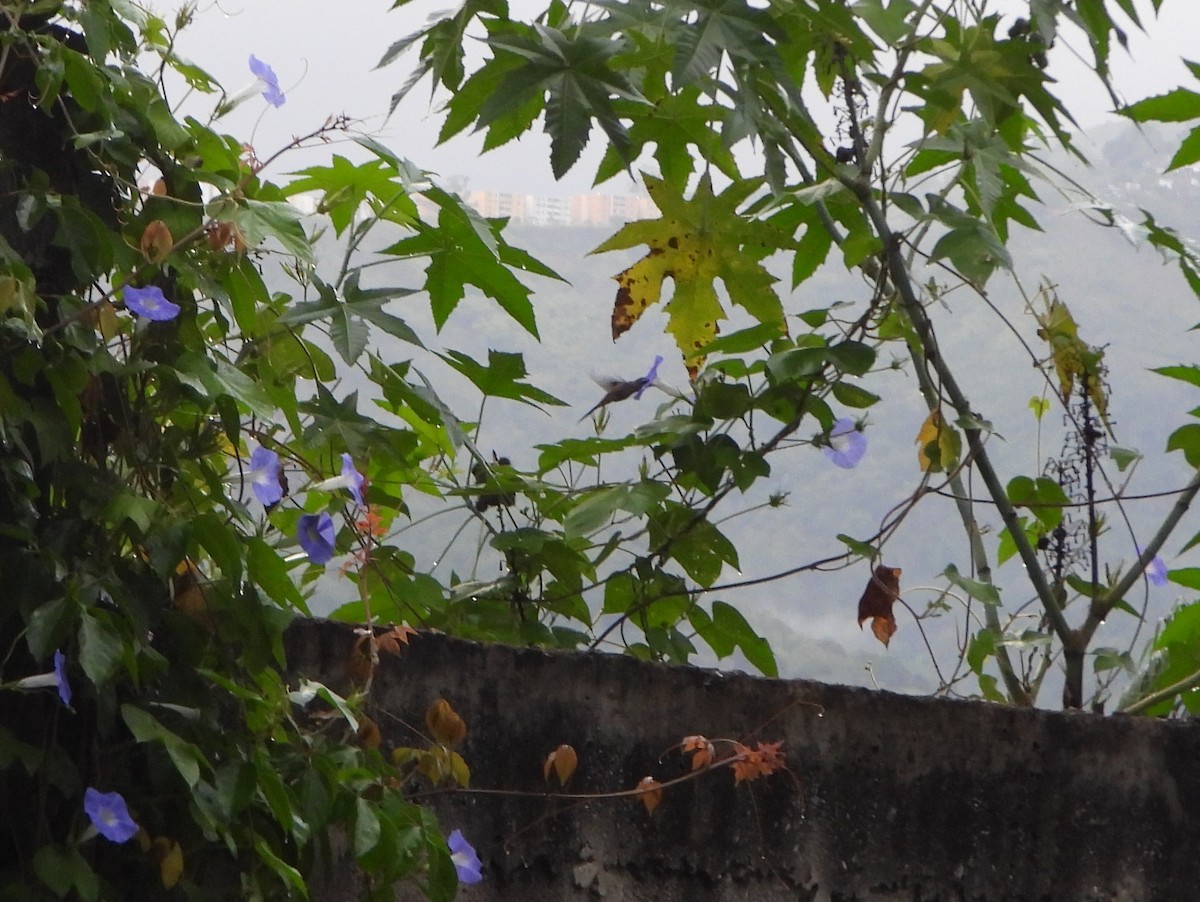 Sooty-capped Hermit - ML644554998