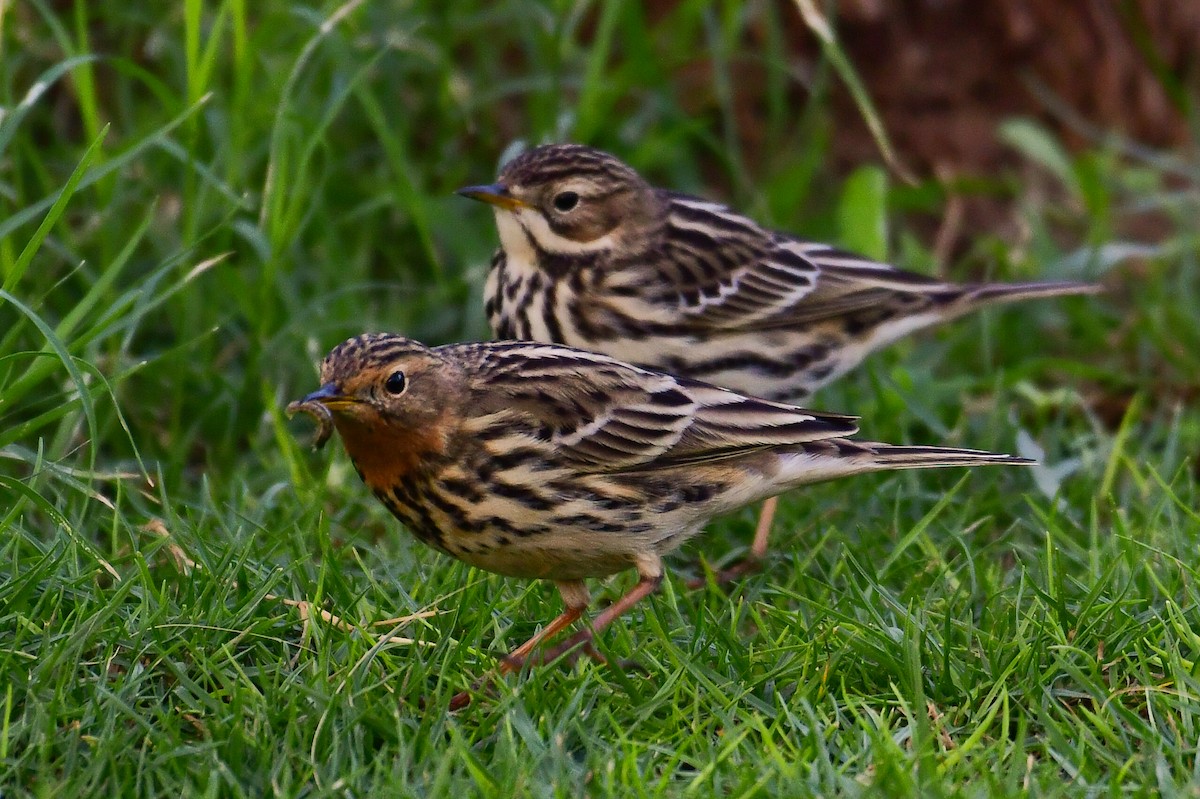 lappiplerke - ML644555003