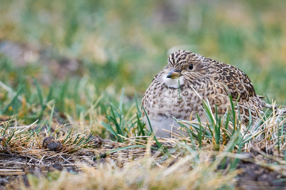 Least Seedsnipe - ML644555005