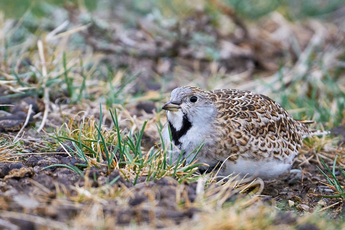 Least Seedsnipe - ML644555007