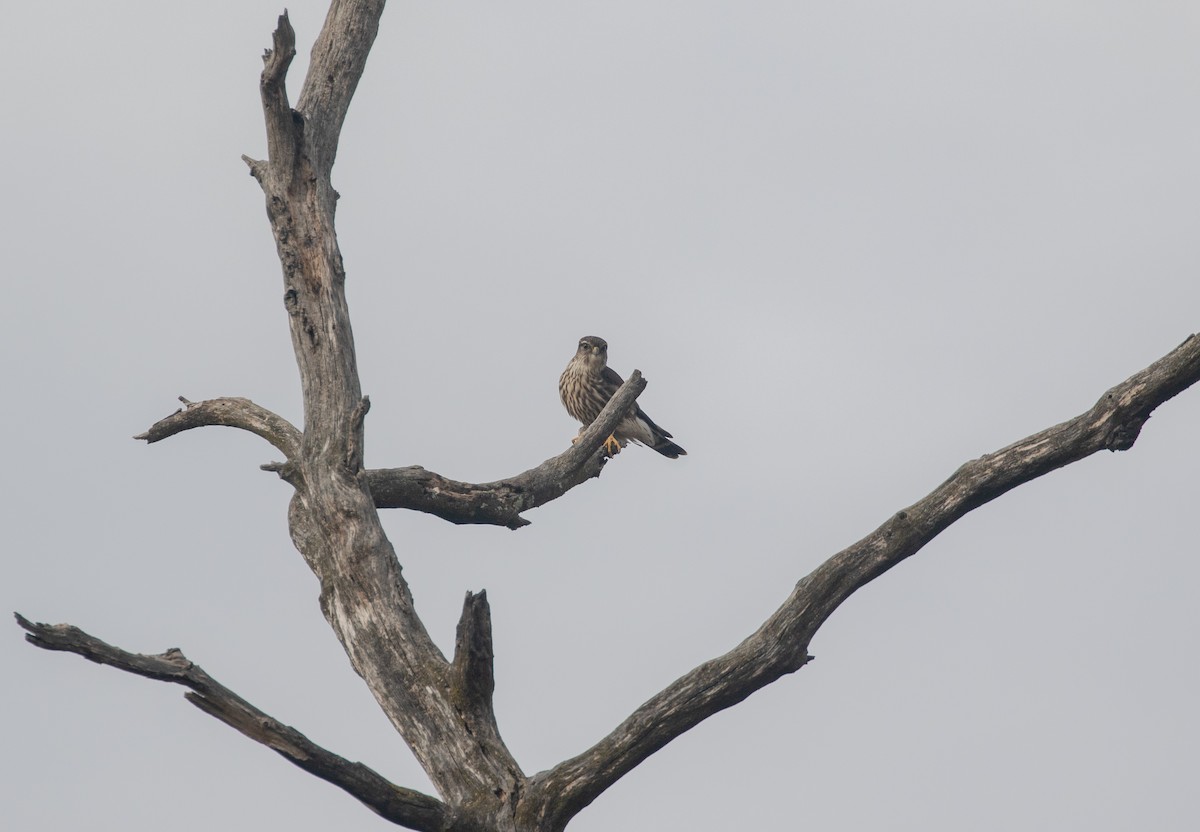 Merlin - ML644555008