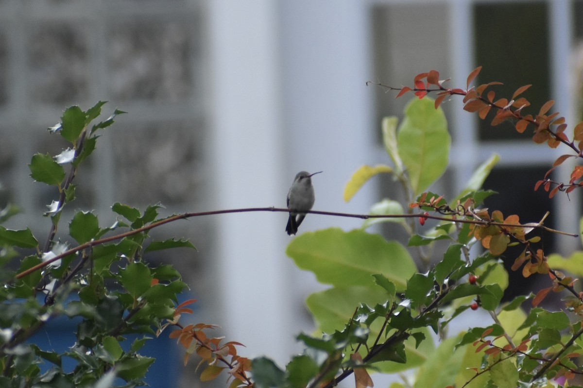 Broad-billed Hummingbird - ML644555010