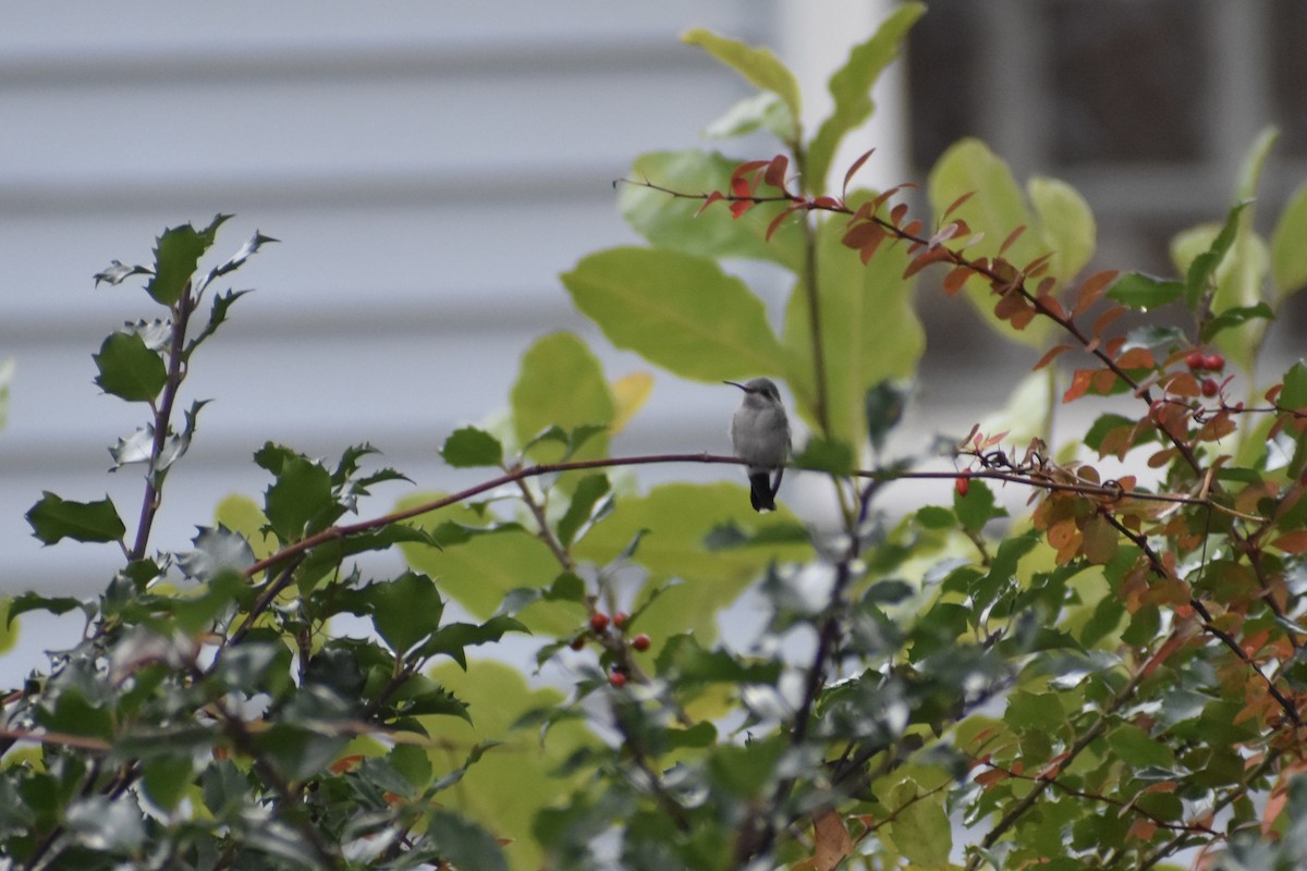 Broad-billed Hummingbird - ML644555011