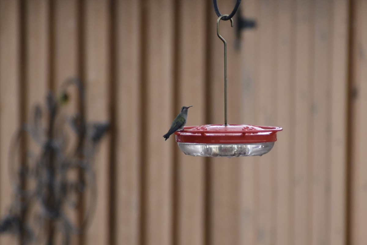 Broad-billed Hummingbird - ML644555012