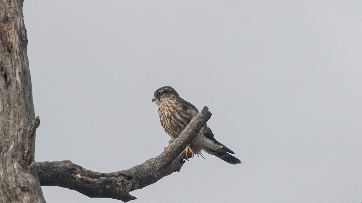 Merlin - ML644555013