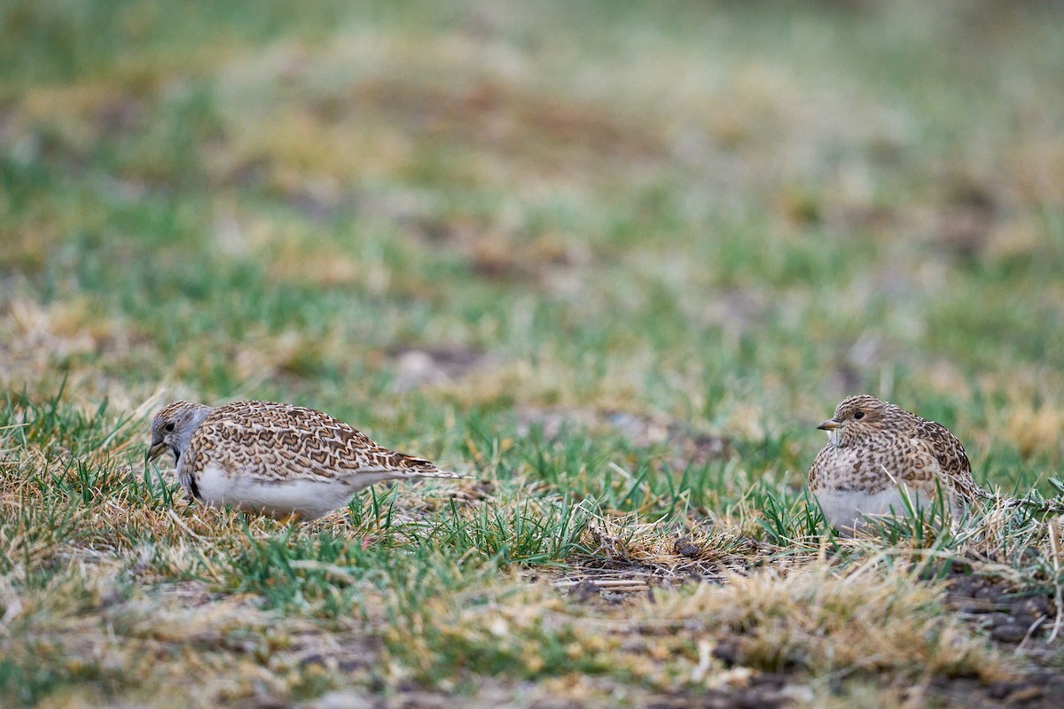 Least Seedsnipe - ML644555014