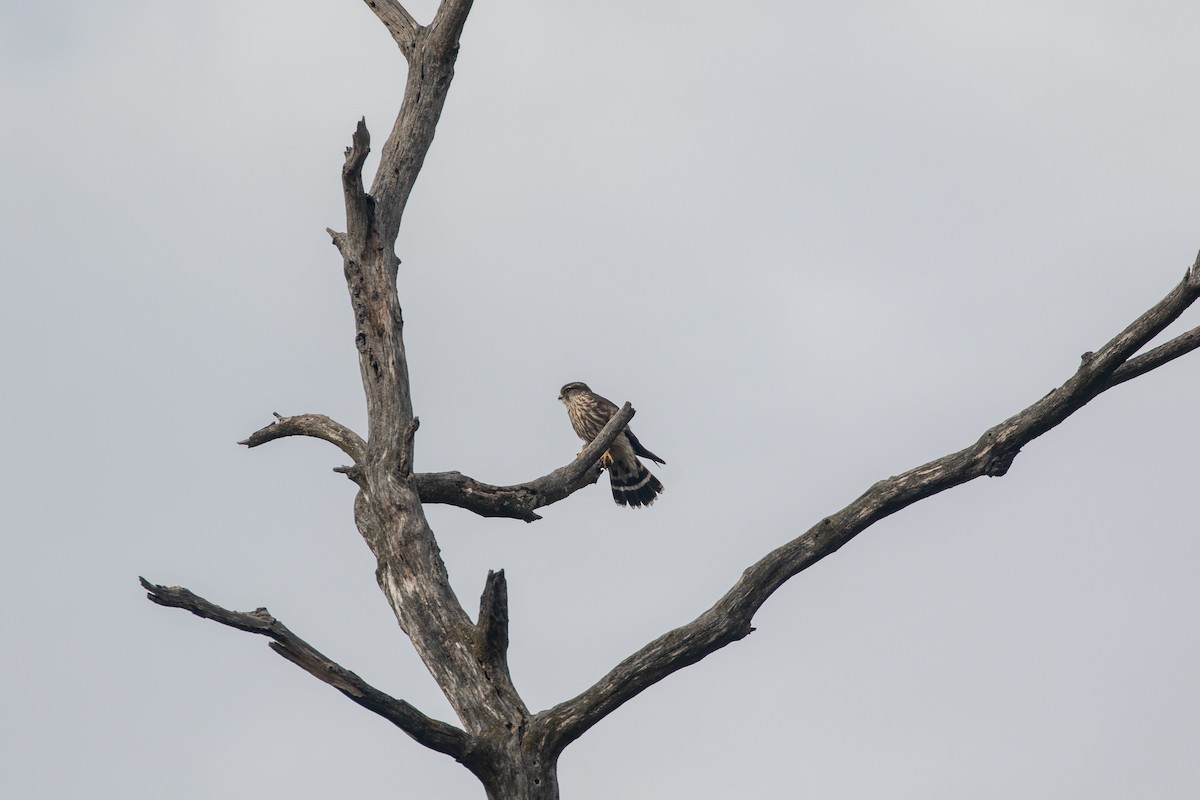 Merlin - ML644555020