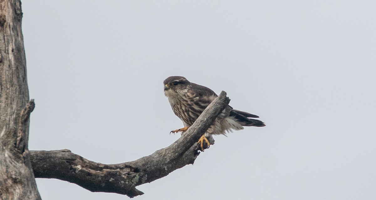 Merlin - ML644555021