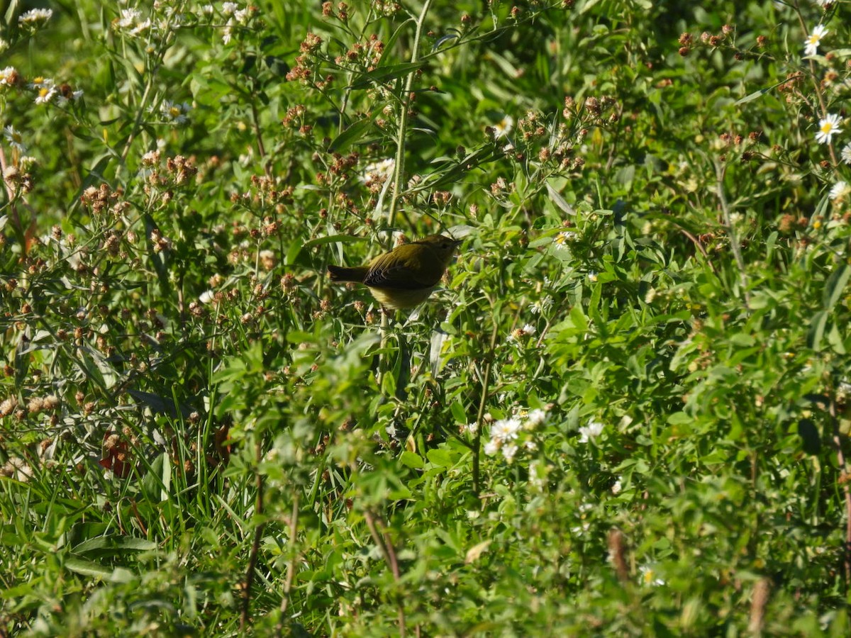 Tennessee Warbler - ML644555024