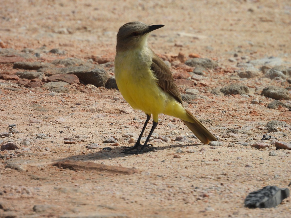 Cattle Tyrant - ML644555028