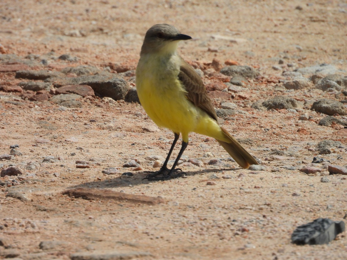 Cattle Tyrant - ML644555029