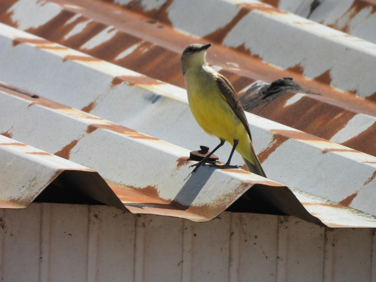 Cattle Tyrant - ML644555030