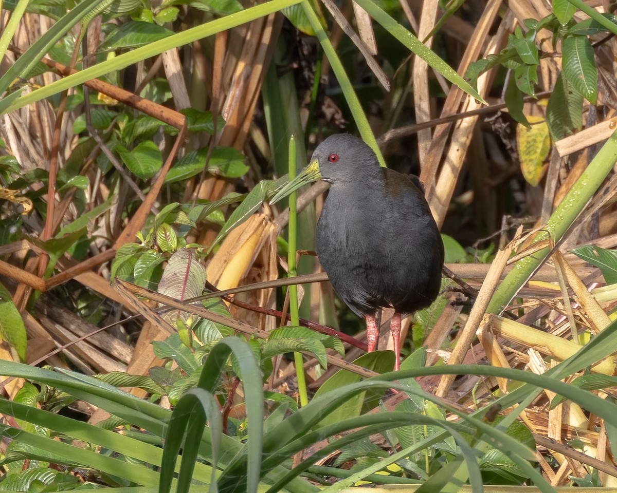 Râle noirâtre - ML644555046