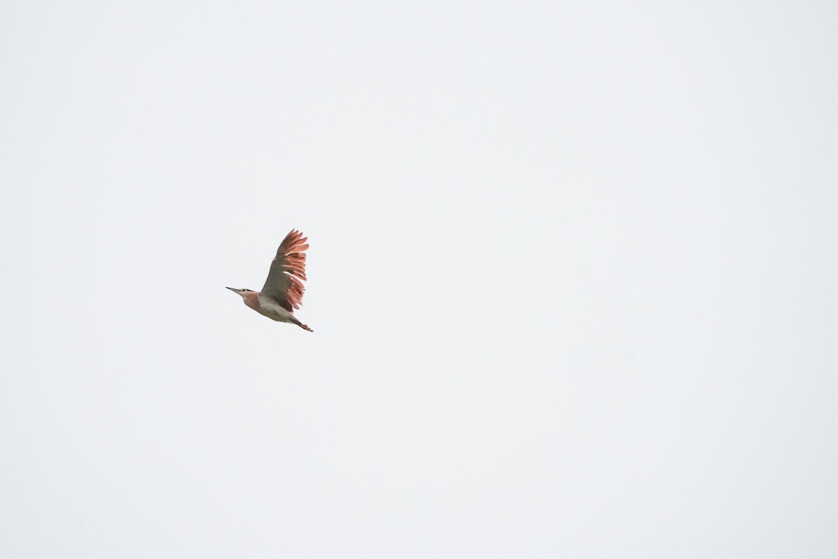 Nankeen Night Heron - ML644555052